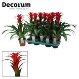 Guzmania Calypso (Decorum) - Ø13cm - ↕50cm