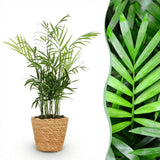 Green boutiQ - Kamerplant - Chamaedorea elegans - Goudpalm - Huisdiervriendelijke Plant - Groen - 1 Plant - met Mand - Pot 12cm - Hoogte 15cm