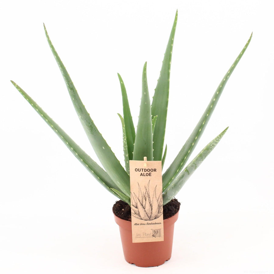 Aloe Vera P – Pot Ø14 cm · 45 cm hoog