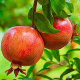 Green boutiQ - Fruitplant - Punica granatum - Granaatappel - Winterhard - Rood-Oranje Vrucht - 2 Planten - Pot 15cm - Hoogte 50cm