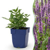 Green boutiQ - Vasteplant - Salvia nem. Sense Deepl Pink - Salie - Bijen en Vlinderlokkers - Roze - 6 Planten - Pot 11cm - Hoogte 15-25cm