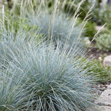 Green boutiQ - Vasteplant - Festuca glauca - Blauwgras - Groenblijvend - Blauw - 12 Planten - Pot 11cm - Hoogte 15-25cm