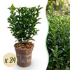 Green boutiQ - 24x Euonymus japonica Green Spire - Kardinaalsmuts - Haagplanten - Groenblijvend - Groen - Pot 9cm - Hoogte 20-25cm