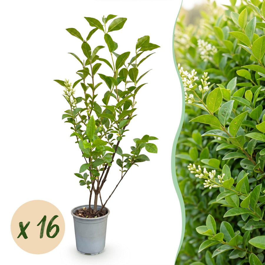 Ligustrum ovalifolium — Ligusterhaag, 16 stuks, 35-45 cm