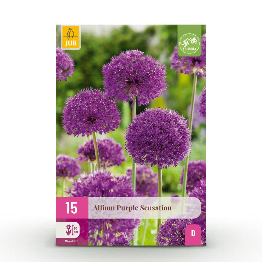 Alliumbollen Purple Sensation — paars, 15 stuks (bolmaat 10/12)