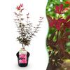 Green boutiQ - Terrasplant - Japanse Esdoorn - Acer palmatum Skeetsers Broom - Paars - 1 Plant - Bladverliezend - Pot 19cm Hoogte 70cm
