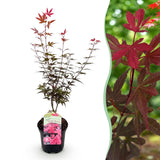 Green boutiQ - Terrasplant - Japanse Esdoorn - Acer palmatum Skeetsers Broom - Paars - 1 Plant - Bladverliezend - Pot 19cm Hoogte 70cm