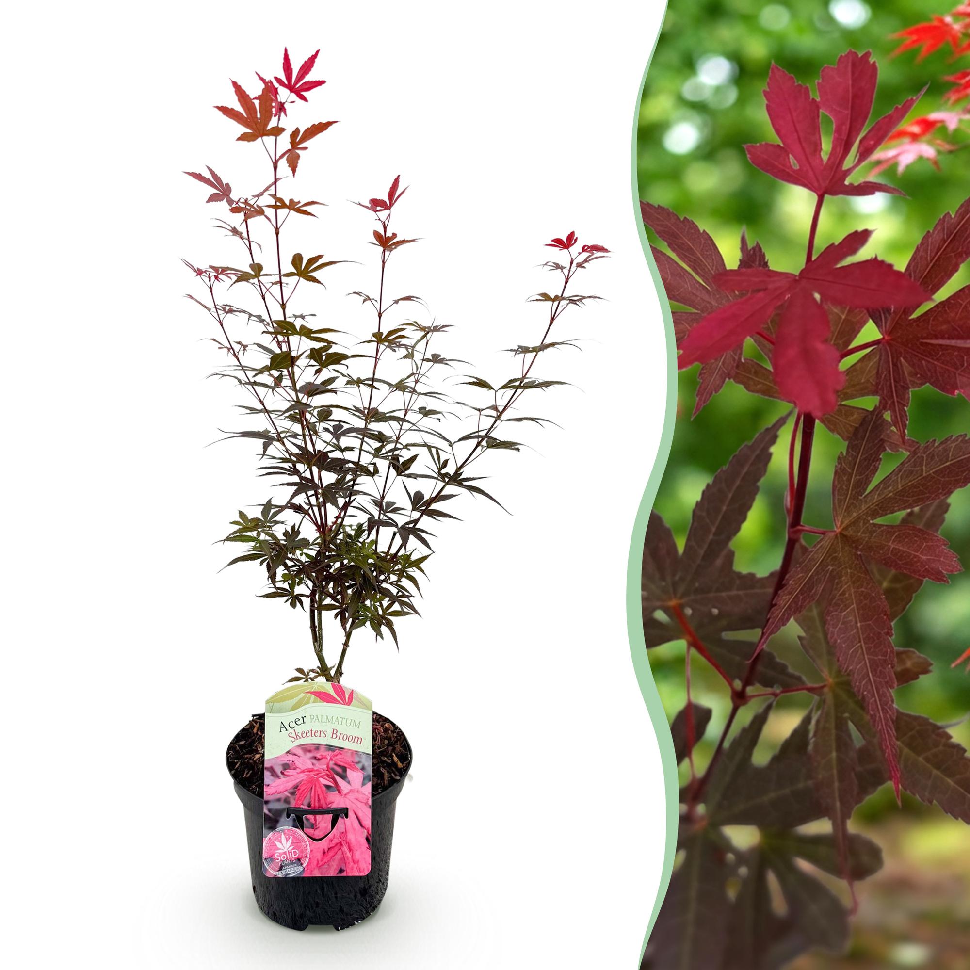 Green boutiQ - Terrasplant - Japanse Esdoorn - Acer palmatum Skeetsers Broom - Paars - 1 Plant - Bladverliezend - Pot 19cm Hoogte 70cm