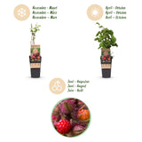 Green boutiQ - Fruitplant - Rubus phoenicolasius - Japanse wijnbes - Winterhard - Fel Rode Framboos - 2 Planten - Pot 15cm - Hoogte 50cm