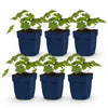 Green boutiQ - Vasteplant - Geranium 'Rozanne' - Ooievaarsbek - Bodembedekkend - Blauw - 6 Planten - Pot 11cm - Hoogte 15-25cm