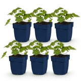 Green boutiQ - Vasteplant - Geranium 'Rozanne' - Ooievaarsbek - Bodembedekkend - Blauw - 6 Planten - Pot 11cm - Hoogte 15-25cm