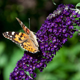 Green boutiQ - Tuinplant - Buddleja davidii Black Night - Vlinderstruik - Winterhard - Paars - 1 Plant - Pot 17cm - Hoogte 45cm