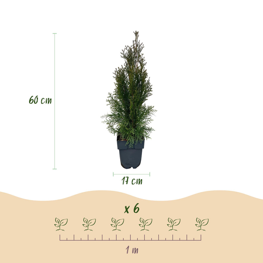 Thuja occidentalis Smaragd — Levensboomhaag, 6 planten (1 strekkende meter), 60 cm