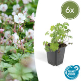 6x Geranium cant. 'Biokovo' - ↕10-25cm - Ø9cm