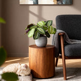 Green boutiQ - Kamerplant - Maranta Fascinator Silverband - Gebedsplant - Huisdiervriendelijke Plant - Groen - 1 Plant - Pot 12cm - Hoogte 25cm