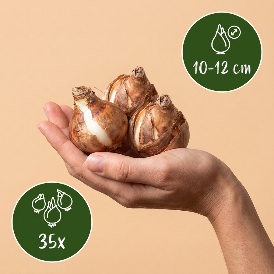 Bollenmix droge tuin — 35 stuks (bolmaat 10/12)