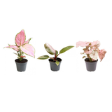 Pink is the new green P6,5