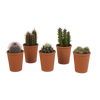 Cactus mix 5.5 cm - 5x - in terracotta pot