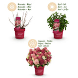Green boutiQ - Tuinplant - Hydrangea panniculata Groundbreaker Ruby - Pluimhortensia - Winterhard - Rood - 4 Planten - Pot 14cm -Hoogte 20-25cm