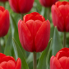 60x Tulipa Triumph Red - Triomftulp - Rood - Voorjaarsbloeier - Bolmaat 11/12