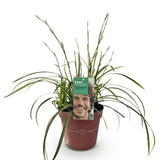 Green boutiQ - Siergrassen - Carex morrowii Ice Dance- Wit & Groen - 1 Planten - Groenblijvend - Winterhard - Pot 17cm Hoogte 50cm