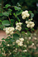 24x Symphoricarpos ch. 'Hancock' - ↕10-25cm - Ø9cm