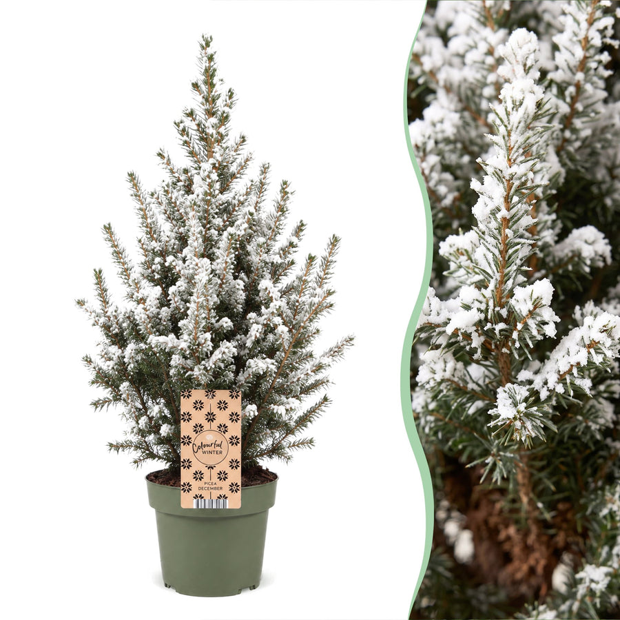 Set van 4 – Pot Ø17 cm · 65 cm hoog · Kegelspar kerstboom besneeuwd