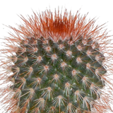 Cactus mix 5.5 cm - 5x - in witte pot