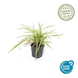 24x Carex morrowii 'Aureovariegata'- ↕10-25cm - Ø9cm
