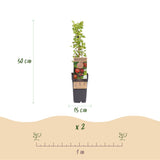 Green boutiQ - Fruitplant - Ribes uva-crispa Hinnonmäki Röd - Kruisbes - Winterhard - Rode Bes - 2 Planten - Pot 15cm - Hoogte 50cm