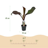 Green boutiQ - Fruitplant - Bananen plant - Ensete ventricosum Maurelli - Winterhard - 6 planten - Pot 12cm Hoogte 30cm