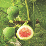 Green boutiQ - Fruitplant - Ficus carica Brown Turkey - Vijgenboom - Winterhard - Groen - Paarse Vrucht - 2 Planten - Pot 15cm - Hoogte 50cm