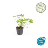48x Geranium 'Tiny Monster' - ↕10-25cm - Ø9cm
