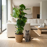 Green boutiQ - Kamerplant - Gatenplant - Monstera Deliciosa mosstok - Groen - Weinig onderhoud - 1 Plant - met Mand - Pot 19cm - Hoogte 90cm