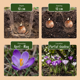 100x Bollenschadutuin - Diversen - Zomerbloeier - Bolmaat 10/12