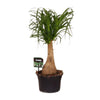 Beaucarnea Nolina - Ø19 ↕60