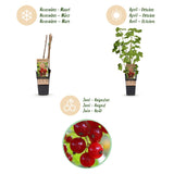 Green boutiQ - Fruitplant - Ribes rubrum Jonkheer van Tets - Bessenplant - Winterhard - Rode Bes - 2 Planten - Pot 15cm - Hoogte 50cm