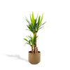 Yucca met pot - ↨100cm - Ø21cm