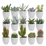 Cactus en vetplanten mix 5.5 cm | 15 stuks - in witte pot