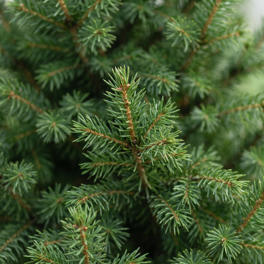 Kegelspar kerstboom – Pot Ø26 cm · 110 cm hoog (foto 4)