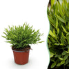 Green boutiQ - Kamerplant - Bamusa Pogonatherum Monica - Bamboegras - Huisdiervriendelijke Plant - Groen - 1 Plant - Pot 12cm - Hoogte 20cm