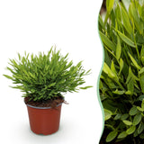 Green boutiQ - Kamerplant - Bamusa Pogonatherum Monica - Bamboegras - Huisdiervriendelijke Plant - Groen - 1 Plant - Pot 12cm - Hoogte 20cm
