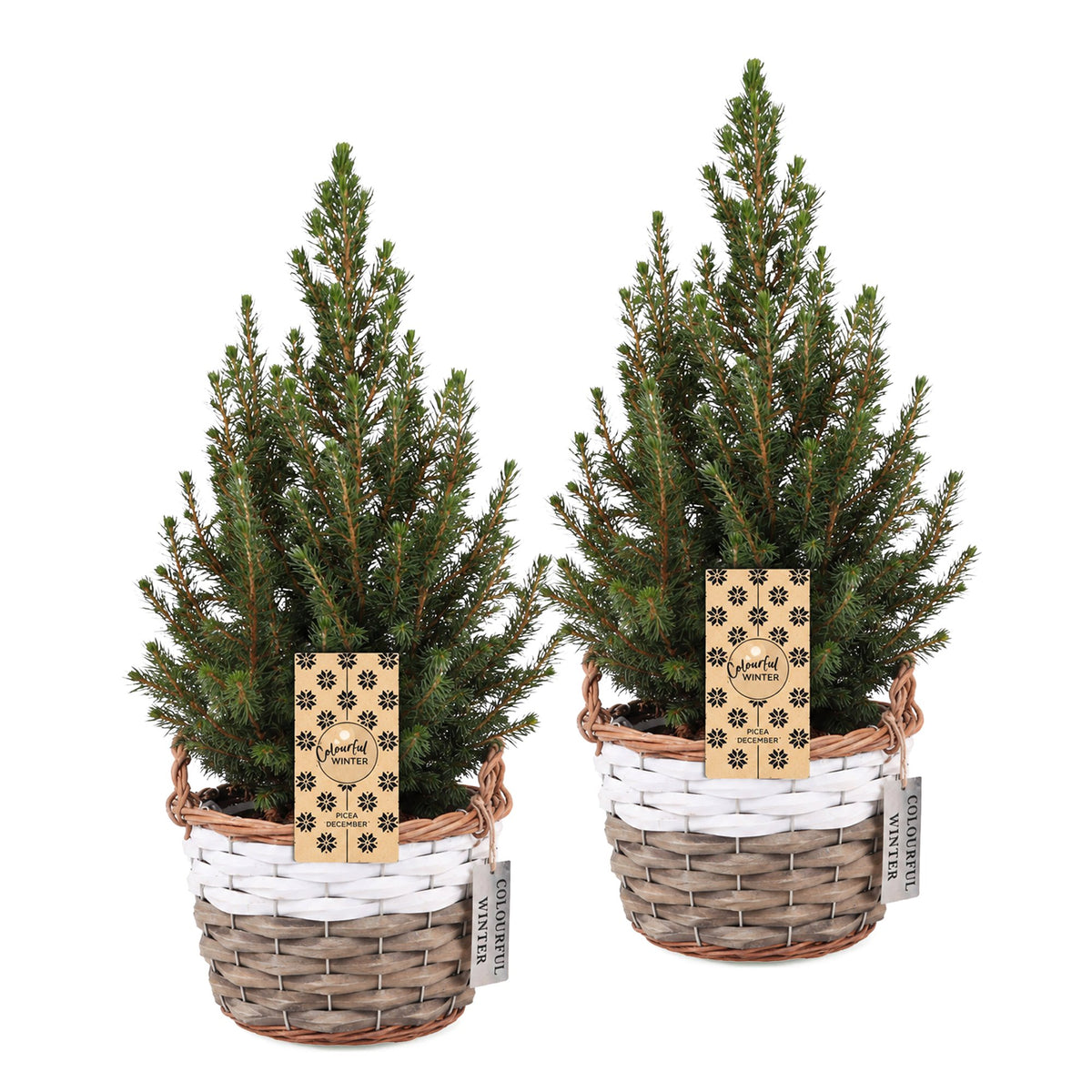 Set van 2 — Kegelspar kerstboom — Ø17 cm, 65 cm hoog — met mand