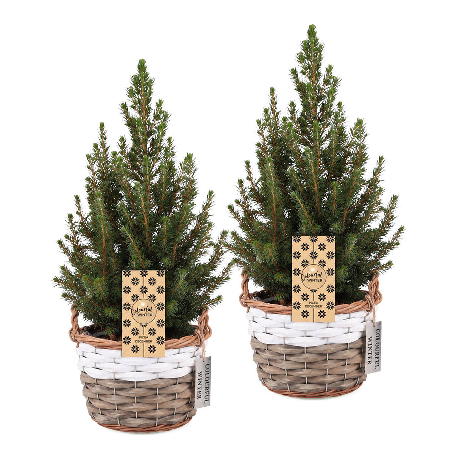 Set van 2 – Pot Ø17 cm · 65 cm hoog · Kegelspar kerstboom · met mand (foto 2)