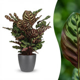 Green boutiQ - Kamerplant - Pauwenplant - Calathea Makoyana - Groen - Weinig onderhoud - 1 Plant - met Potter Grijs - Pot 19cm - Hoogte 70cm
