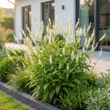 Green boutiQ - Vasteplant - Persicaria ampl. Alba - Duizendknoop - Schaduw - Wit - 3 Planten - Pot 11cm - Hoogte 15-25cm