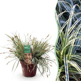 Green boutiQ - Siergrassen - Carex oshimensis Everest - Wit en Groen - 1 Plant - Groenblijvend - Winterhard - Pot 17cm Hoogte 50cm
