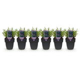 Green boutiQ - Haagplanten - Lavandula angustifolia Hidcote -blad grijs - 6 planten - 1 strekkende meter - groenblijvend - pot 17cm hoogte 30cm