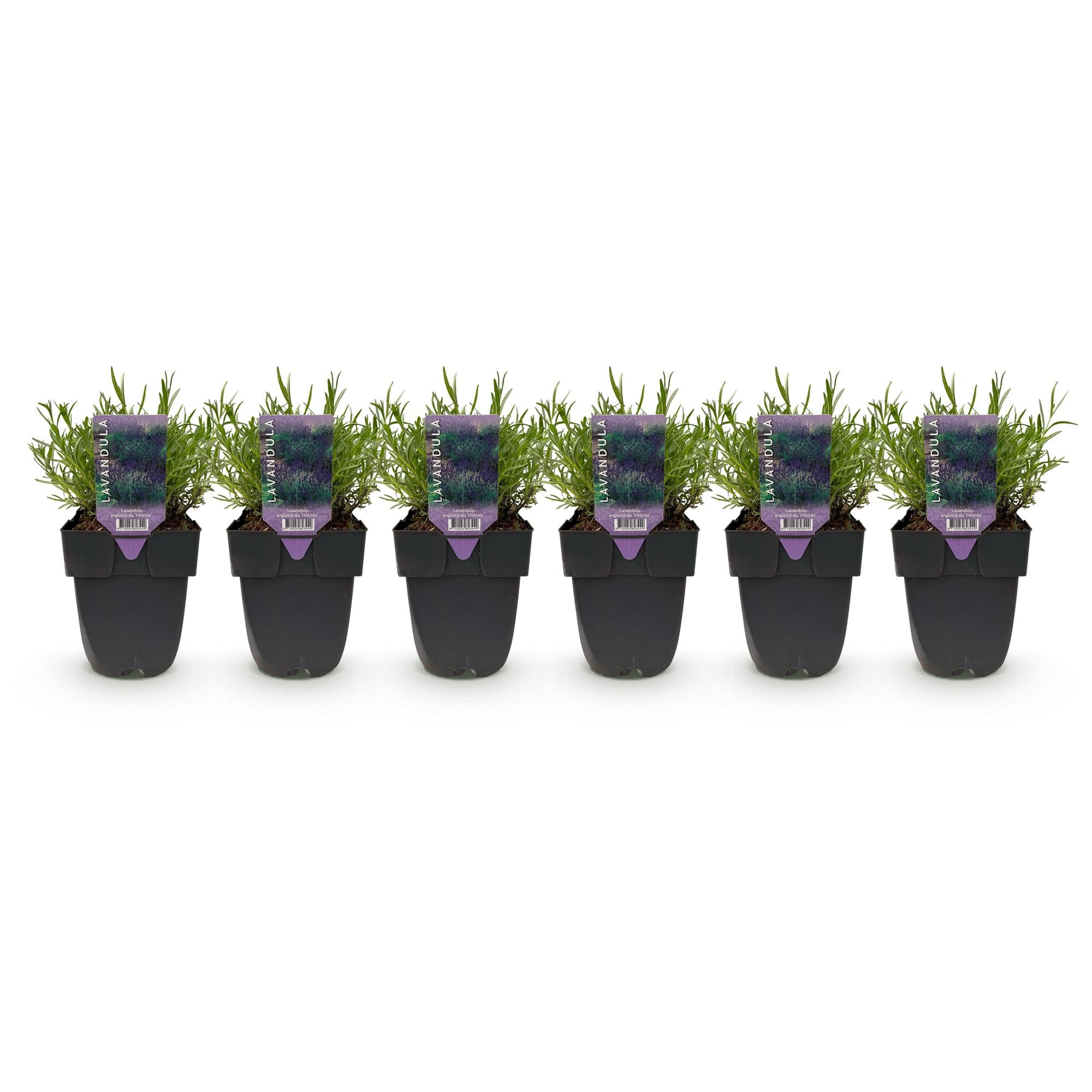 Green boutiQ - Haagplanten - Lavandula angustifolia Hidcote -blad grijs - 6 planten - 1 strekkende meter - groenblijvend - pot 17cm hoogte 30cm