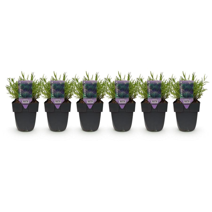 Lavandula angustifolia Hidcote — Lavendelhaag, 6 planten (1 strekkende meter), 30 cm